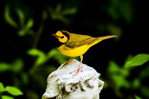This Cute Little Yellow And Black Hooded Warbler Is Perched On A Statue Head Against A Green Background. This horizontal stock-photo was taken outside in nature at the Quintana Beach, Texas  Bird Sanctuary during spring migration.