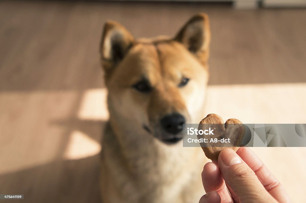 my valentine image of shiba inu with hart shaped cookie Snack Stock Photo