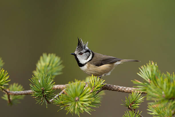 Crested Tit stock photo