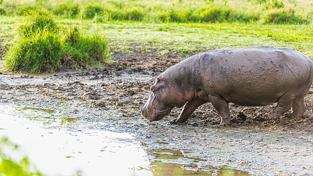 istock Hippo under Africa Sun on the mud 475642372