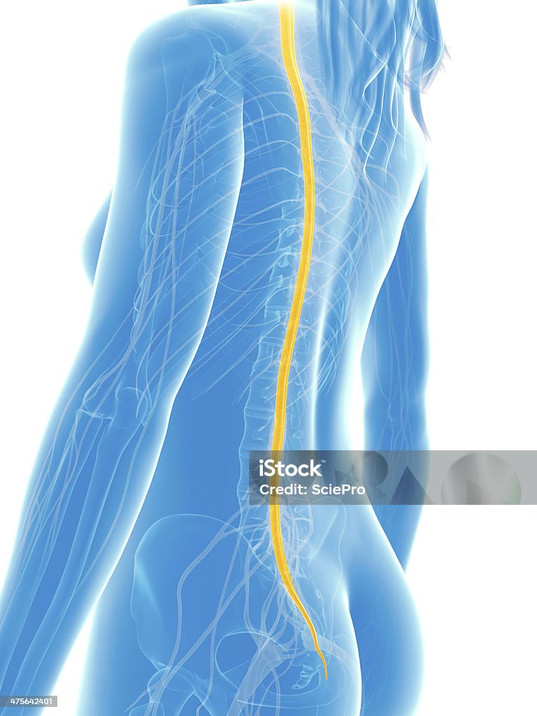 Weibliche Rückenmark - Lizenzfrei Anatomie Stock-Foto