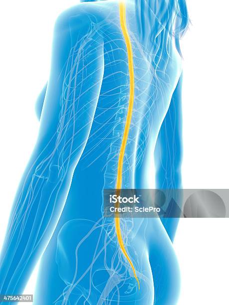 Weibliche Rückenmark Stockfoto und mehr Bilder von Anatomie - Anatomie, Berühren, Biomedizinische Illustration