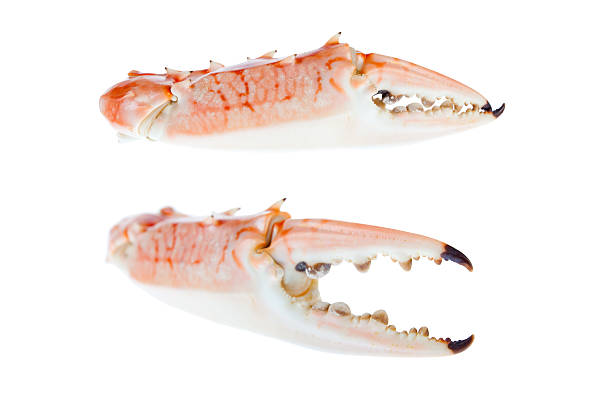 istock Claws of blue crab,isolated on white background 475642444