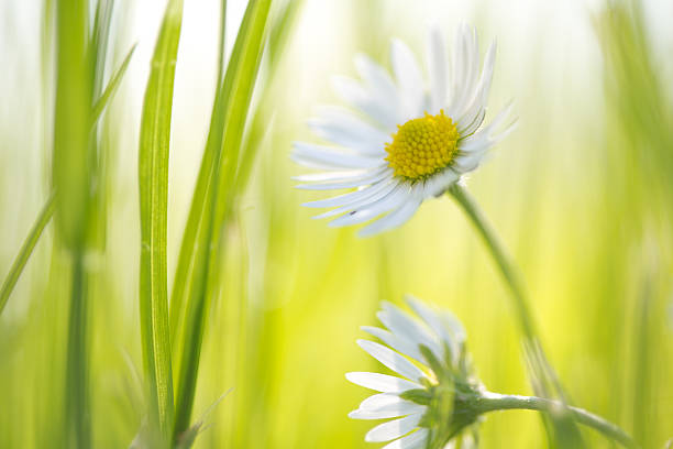 istock Daisy flowers in the field 475642560