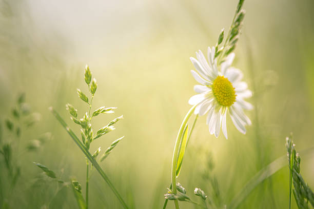 istock Daisy flower in the field 475642562