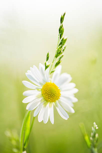 istock Daisy flower in the field 475642564