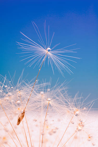 1 つのタンポポの種子を露ドロップ - dandelion nature water drop ストックフォトと画像