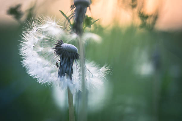 istock Beautiful meadow with dandelions 475643054