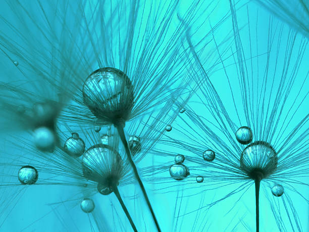 istock Dandelion and dew drops - Abstract Macro like alien landscape 475643160
