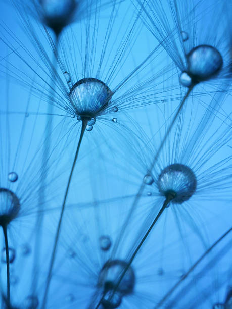 istock Dandelion and dew drops - Abstract Macro like alien landscape 475643162