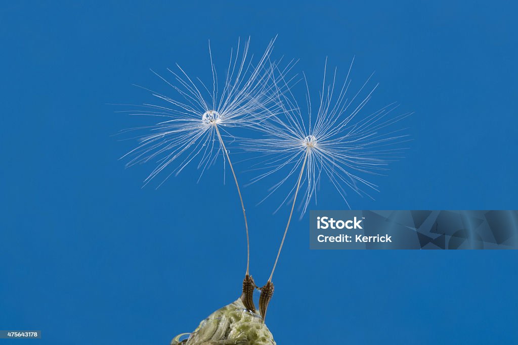 Zwei Löwenzahn Samen mit Tau drop-wie ein Paar - Lizenzfrei Ausgedörrt Stock-Foto