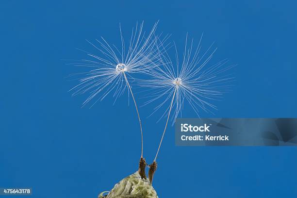 Two Dandelion Seeds With Dew Drop Like A Couple Stock Photo - Download Image Now - Dandelion, Dry, 2015