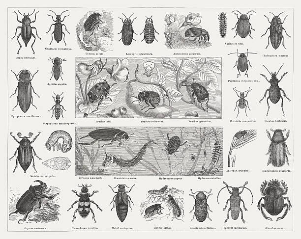 Beetles, wood engravings, published in 1876 Beetles: Dead beetle (Blaps mortisaga), Spanish fly (Cantharis vesicatoria), Green rose chafer (Cetonia aurata), Glowworm (Lamprohiza splendidula), Apple blossom weevil  (Anthonomus pomorum), Alder leaf beetle (Agelastica alni), Flat headed pine borer (Chalcophora mariana), Headlight Elater (Pyrophorus noctilucus), Lined click beetle (Agriotes segetis), Imperial rove beetle (Staphylinus erythropterus), Pea beetle (Bruchus pisi, or Bruchus pisorum), Broad bean weevil (Bruchus rufimanus), Seed beetle (Bruchus granarius, or Bruchus atomarius) and larva, Cabbage stem flea beetle  (Psylliodes chrysocephala), Green tiger beetle (Cicindela campestris), Garden ground beetle  (Carabus hortensis), Cockchafer (Melolontha vulgaris or Melolontha melolontha) with larva and cocoon, Great diving beetle (Dytiscus marginalis) with larva, Water beetle (Hydroporus elegans), Cnemidotus caesus, Larva of Hydrous caraboides, Cereal chafer (Anisoplia fruticola), Pine shoot beetle (Blastophagus piniperda, or Tomicus piniperda), European rhinoceros beetle (Oryctes nasicornis), Burying beetle (Necrophorus vespillo), Oil beetle (Meloe variegatus), Cereal ground beetle (Zabrus gibbus), Death watch beetle (Anobium tesselatum, or Anobium punctatum), Longhorn beetle (Saperda carcharias), Pillmaker bug (Ateuchus sacer, or Scarabaeus sacer). Woodcut engraving, published in 1876. rose chafer cetonia aurata stock illustrations