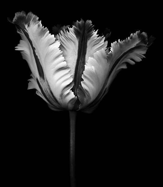 istock XXXL: Monochrome parrot tulip with contrasting shades on black background 475643562