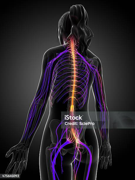 동통성 신경 다발성 경화증에 대한 스톡 사진 및 기타 이미지 - 다발성 경화증, 건강관리와 의술, 인체