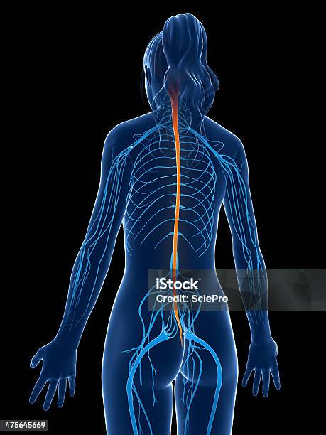 여성 척수 0명에 대한 스톡 사진 및 기타 이미지 - 0명, 감각 지각, 건강관리와 의술