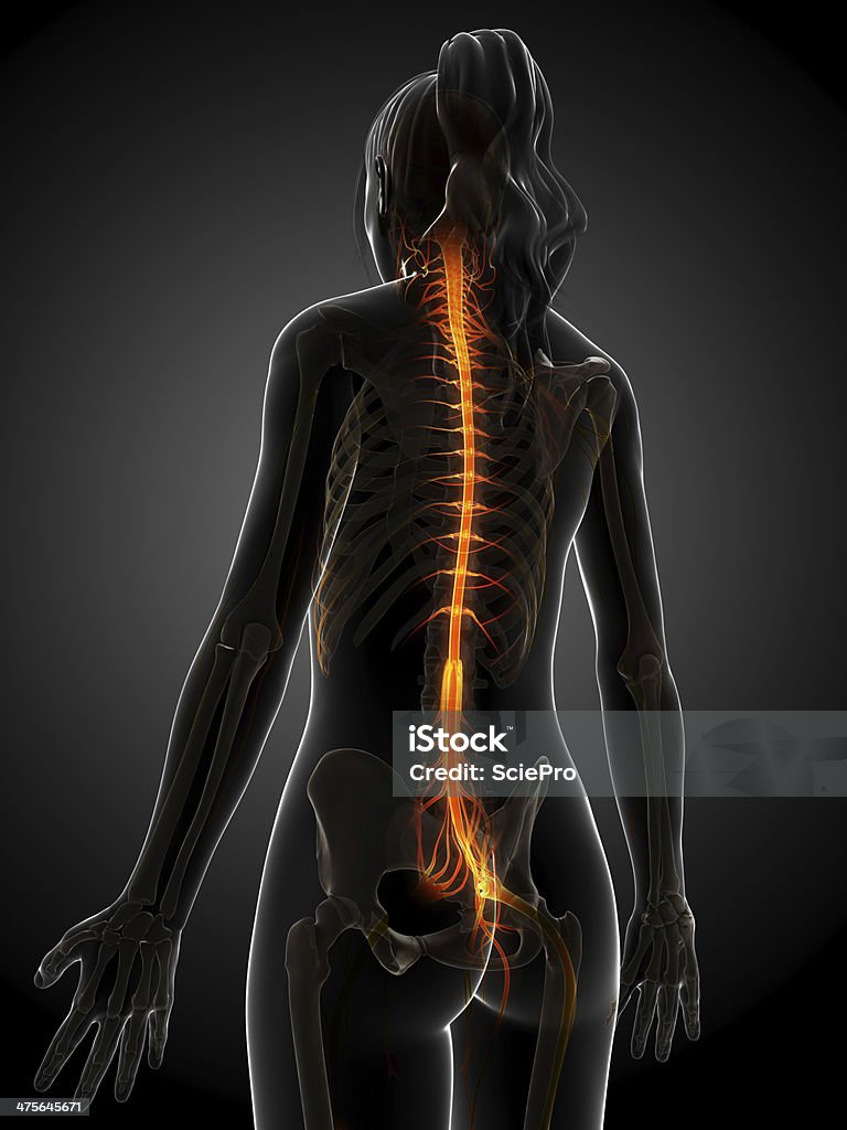Femmina del midollo spinale - Foto stock royalty-free di Anatomia umana