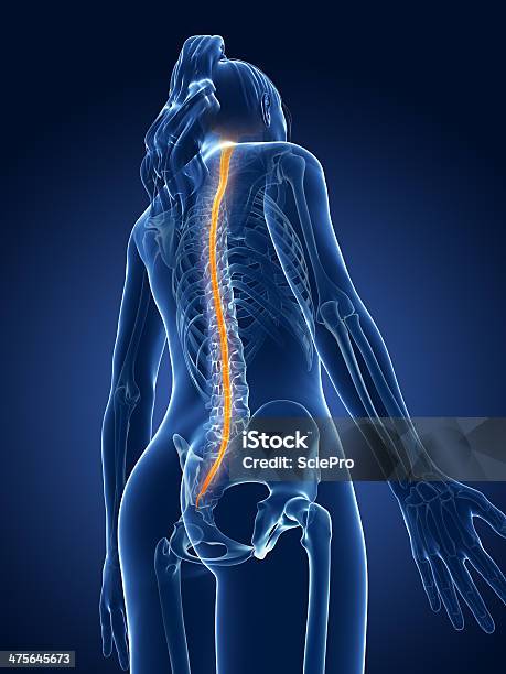 Kobieta Rdzenia Kręgowego - zdjęcia stockowe i więcej obrazów Anatomia człowieka - Anatomia człowieka, Bez ludzi, Ból