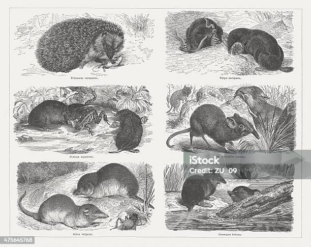 Small Insectivore Insectivore Published In 1876 Stock Illustration - Download Image Now ...