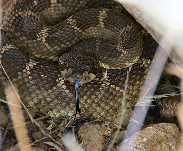 istock Northern Pacific Rattlesnake coiled, rattling, and ready to strike 475645874