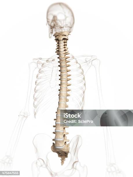 Human Spine Stock Photo - Download Image Now - Anatomy, Back, Biology