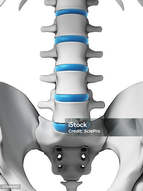 Columna Lumbar Foto de stock y más banco de imágenes de Aleta dorsal - Aleta dorsal, Anatomía, Animal vertebrado