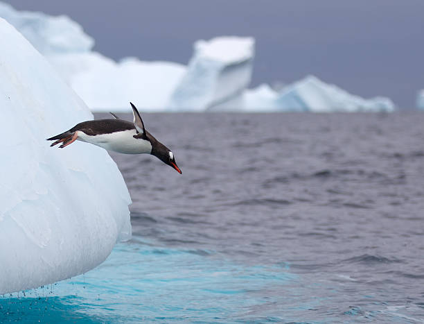 gentoo penguins springen neben einen eisberg in der antarktis wasser - gentoo penguin stock-fotos und bilder