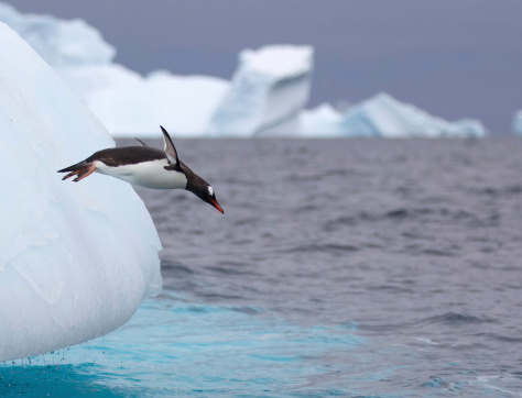 Pingüinos gentú saltando de la Iceberg en aguas antártico photo