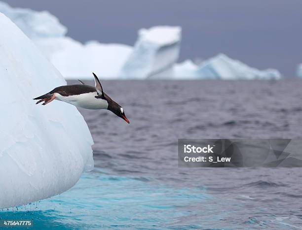 Gentoo Penguins Jumping Off An Iceberg In Antarctic Waters Stock Photo - Download Image Now