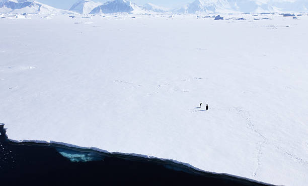 istock Emperor Penguins lost in Antarctica 475647833