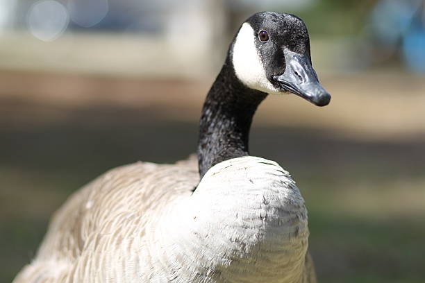 istock Canadian Goose Portrait 475652685