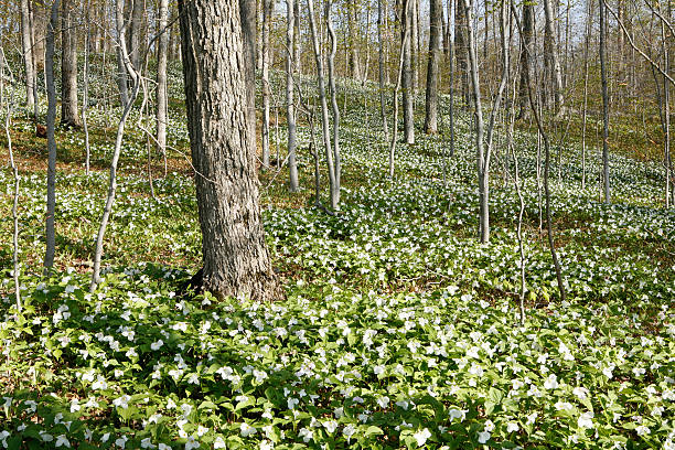 istock Trillium in the forest is springtime. 475653660