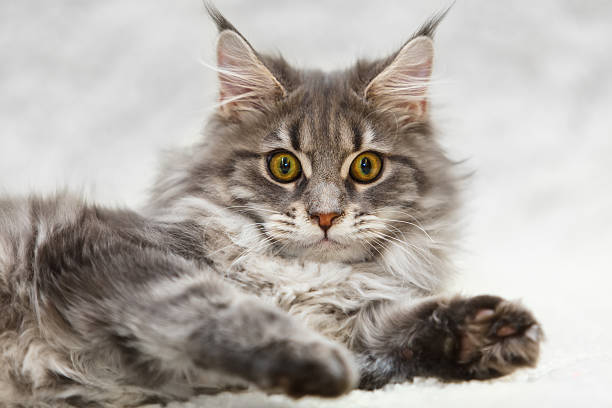 istock Gray maine coon cat with yellow eyes posing on white 475653828