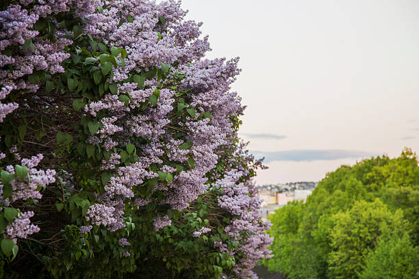 istock Lilac trees in blossom in Royal Park. 475654270