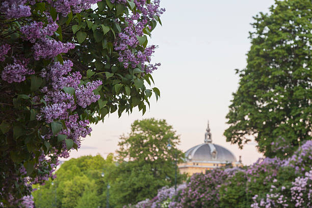 istock Lilac trees in blossom in Royal Park. 475654272