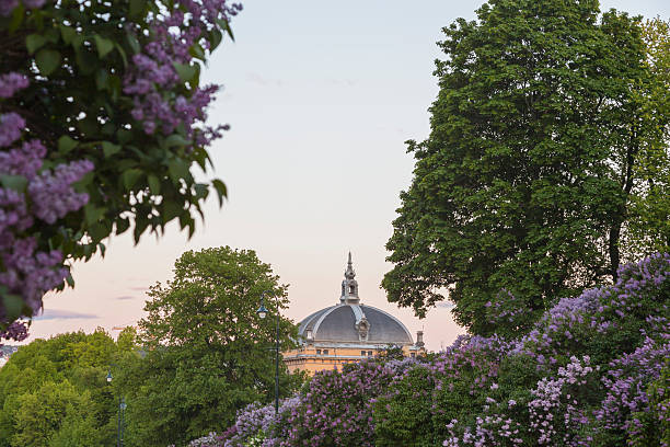 istock Lilac trees in blossom in Royal Park. 475654274
