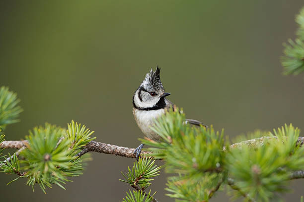 Crested Tit stock photo