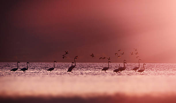 flamingoes na słońce. - silhoute zdjęcia i obrazy z banku zdjęć