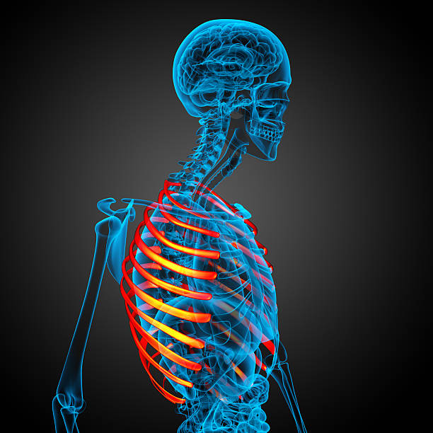 istock 3d render medical illustration of the ribcage 475656800