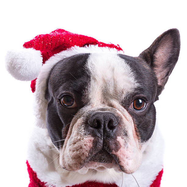 istock French bulldog dressed up in santa costume 475657857