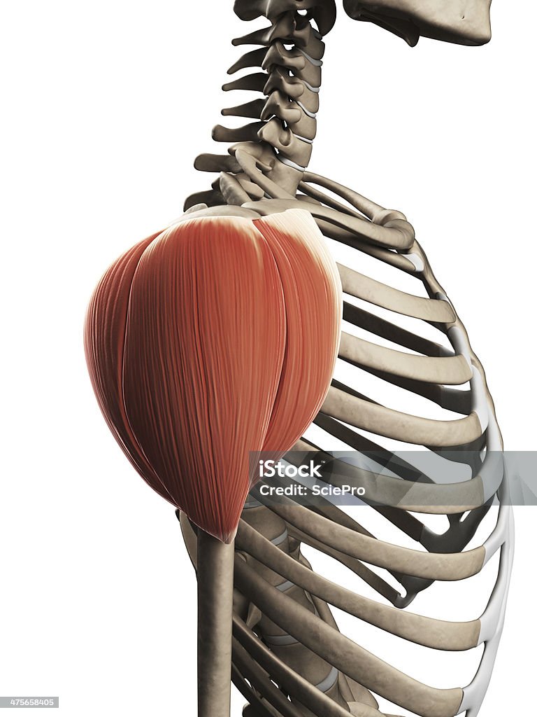 deltoid muscle 3d rendered illustration of the shoulder muscle Deltoid Stock Photo