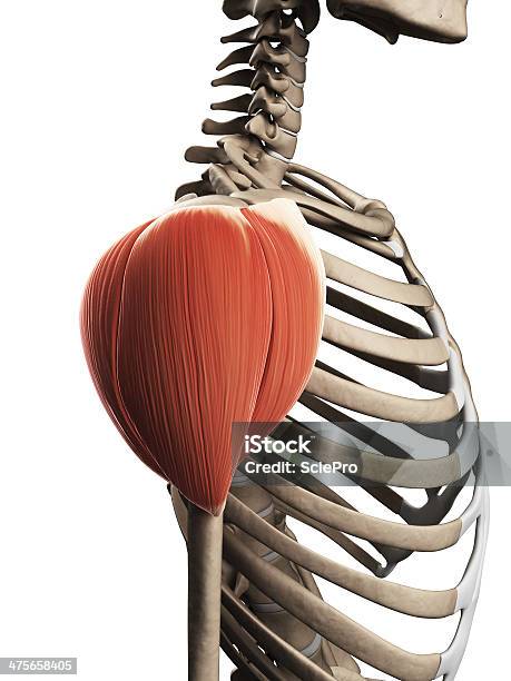 Deltoid Muscle Stock Photo - Download Image Now - Deltoid, Anatomy, Biology