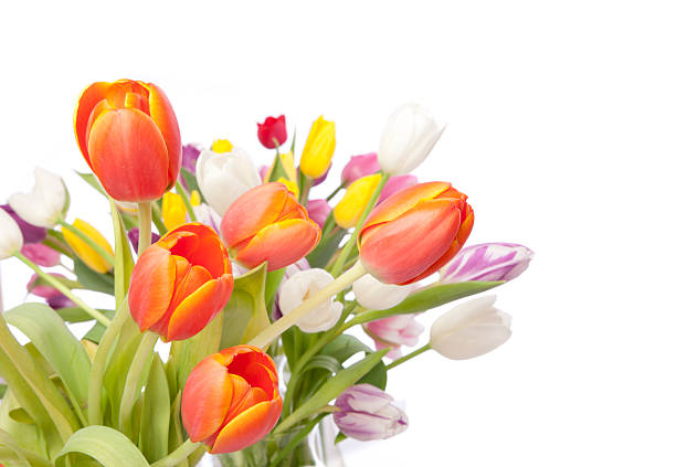 istock Bouquet of Tulips Isolated on White 475658883