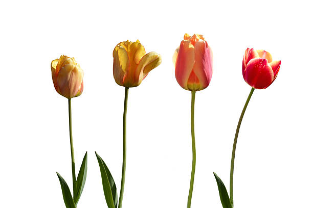 istock Four red and yellow tulips 475659578
