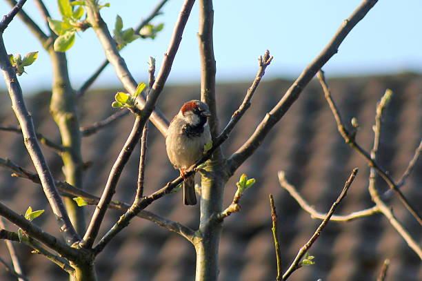 Male Sparrow fledgling sat on apple tree branch Malc Sparrow fledgling sat on branch of apple tree in my back garden, West Yorkshire, UK. Taken on an Aprils mid morning, with a Canon EOS 1100D Digital SLR. spring bud selective focus outdoors stock pictures, royalty-free photos & images