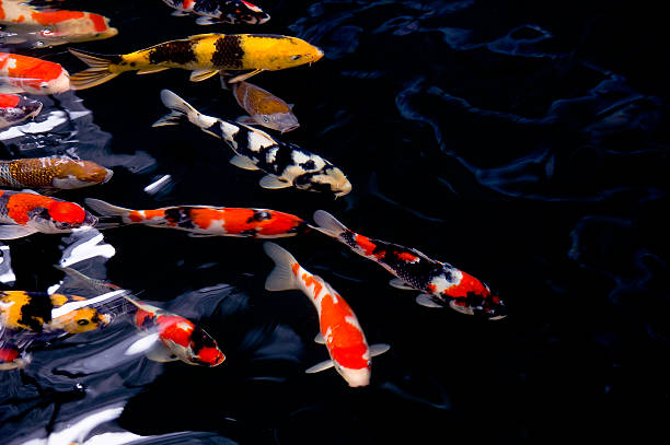 Koi gosta carp - foto de acervo