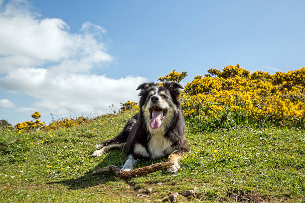 istock Border collie on grassy headland 475660598