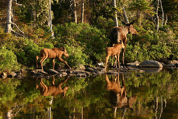 Moose Family at Baxter State Park stock photo