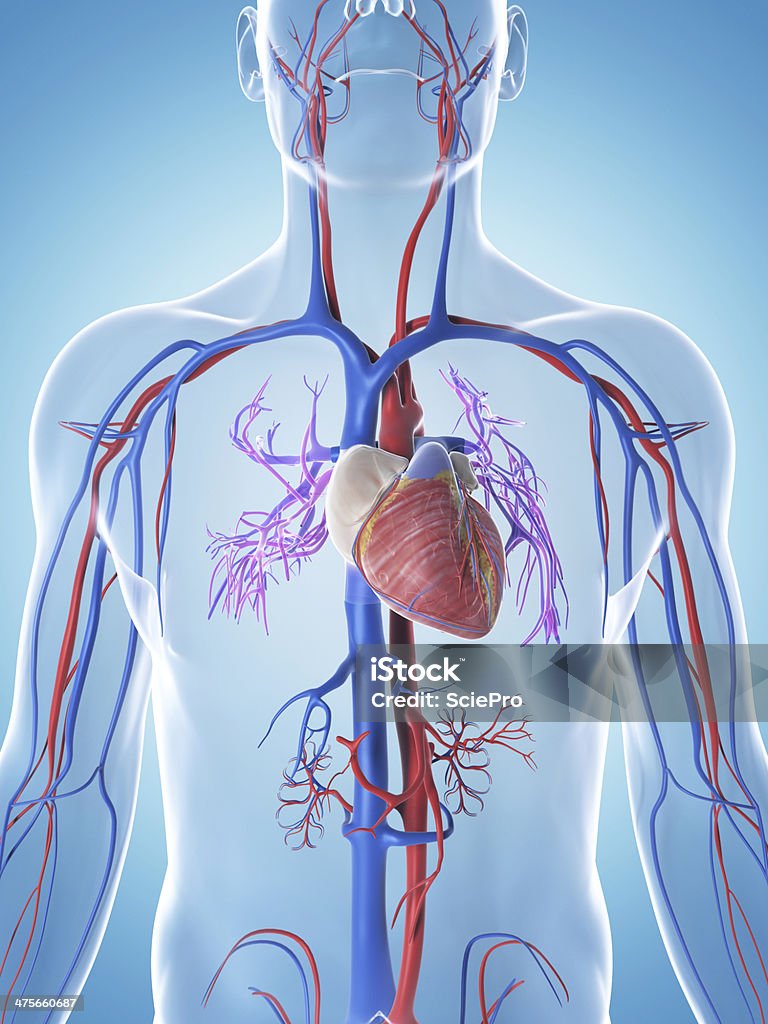 male arteries and veins 3d rendered illustration of the male vascular system Anatomy Stock Photo