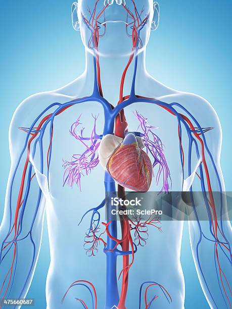 Male Arteries And Veins Stock Photo - Download Image Now - Anatomy, Biology, Biomedical Illustration